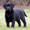 BonaVenture    Labradors LLC